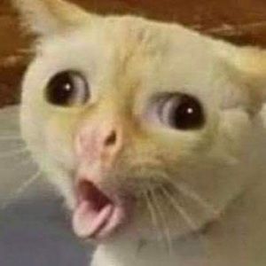 Meet your Posher, Hailey